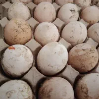 تخم مرغ کودی