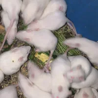 رت درسایزهای مختلف