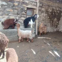 سه عدد بز داشتی