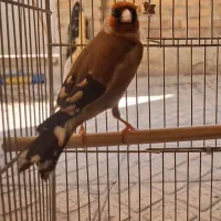 سهره نر