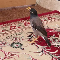 مرغ مینا مرودشت
