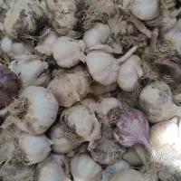 سیر درجه یک بیضا