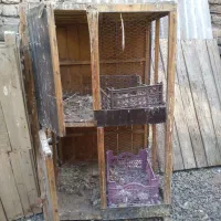قفس چوبی یا کجه