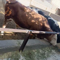گوساله نر چاق‌کشتاری