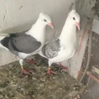 جفت جوجه پشت کویتی