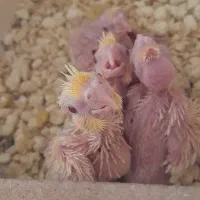 فروش فوری انواع پرنده