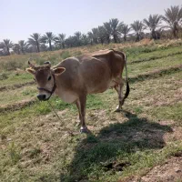 گاوزاییده باگوساله نرجنس دار