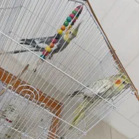 عروس هلندی سخنگو و دستی