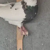 طوقی و پلاکی|پرنده|شیراز, محمودآباد|دیوار