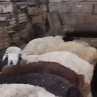 14عدد بره بهاری سالم سر حال