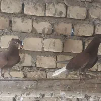 دم سفید،طوقی