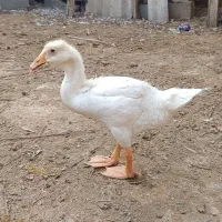 فروش غوغاز