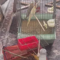 عروس هلندی معاوضه با گوشی شماره تماس