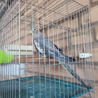 طوطی.سینامون ماده بالغ