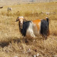 بز گله داری
