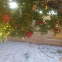 منزل ویلایی همکف