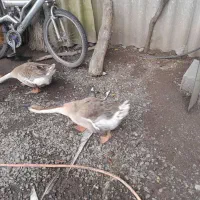 قوغاز جفت