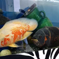 یه جفت اسکار بالغ نروماده
