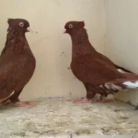 کفتر کبوتر رنگی دو رگ المانی دم سفید سار سرور
