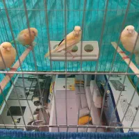 قناری|پرنده|کرمانشاه, |دیوار
