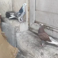 جفت نروماده