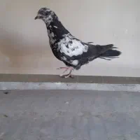 سلام امروز ظهرگرفتم ۵۰۰تومان