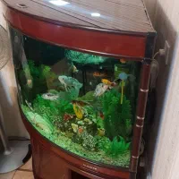 آکواریوم شرکتی سه گوش