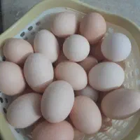 تخم مرغ خانگی