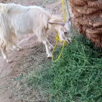 چپش فروشی
