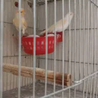 پرنده
