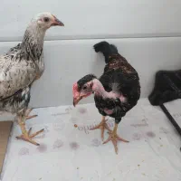 مرغ ارگانیک