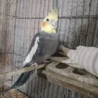 عروس هلندی