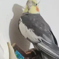 عروس هلندی نر وماده
