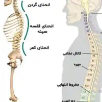 کلیه خدمات ماساژ