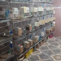فروش جوجهیک روزهه دیوار صورتی