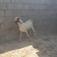 تعدادی بره نر وکهره نر