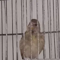 سلام تعدادی جوجه سهره قناری
