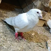 کبوتر کفتر