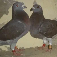 کبوتر سبز و مگس چاپی آلمانی پلاکی