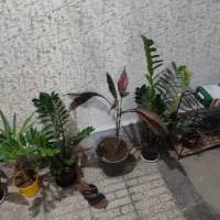 گل و گیاه
