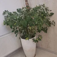 درختچه طبیعی شفلر با گلدان سفالی