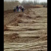 باغبانی هرس سم و کود دهی باغچه و باغ گاردن
