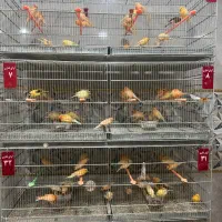 ۹۰ عدد قناری یکجا ۵ماهه (سیرجان)