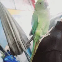 طوطی جوجه ملنگو