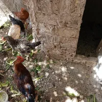 مرغ و خروس فروشی