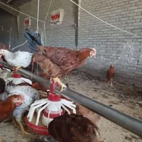 تخم مرغ بومی،مرغ خروس بومی،ارگانیک دان مرغ بومی|خوردنی و آشامیدنی|کرج, حصارک|دیوار