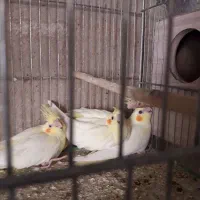 لوتینو نرمه خور