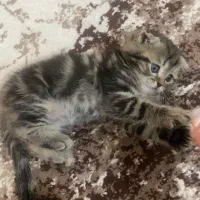 گربه