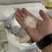 برنج هاشمی اعلا فروش فوری