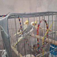 عروس هلندی